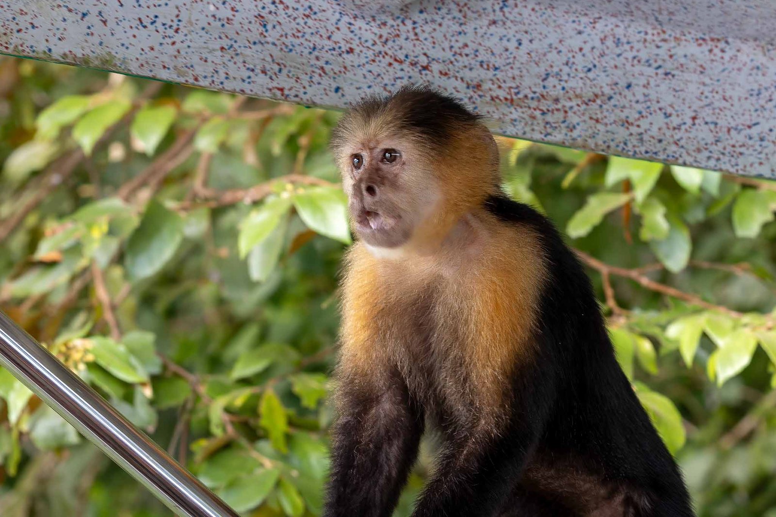 White Faced Capuchin