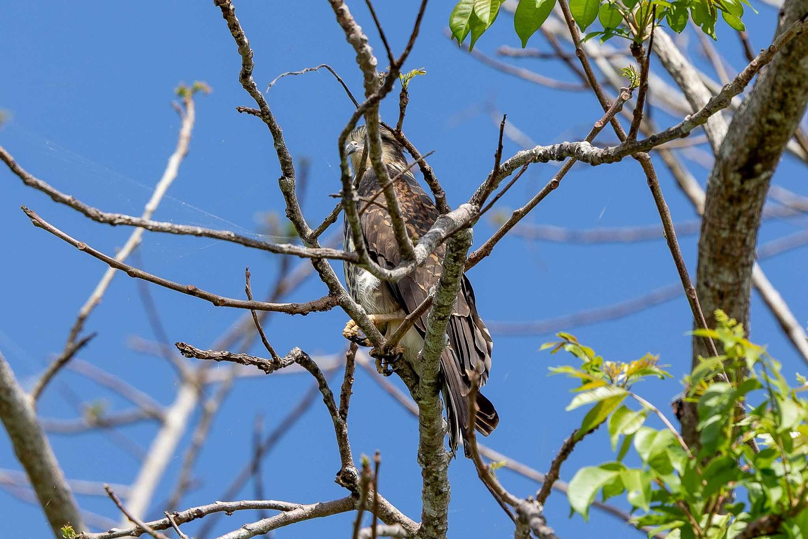Snail Kite
