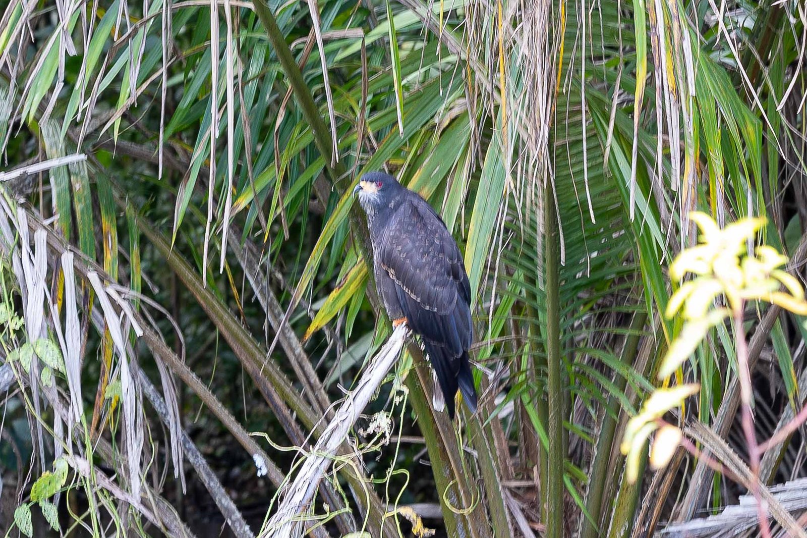 Snail Kite