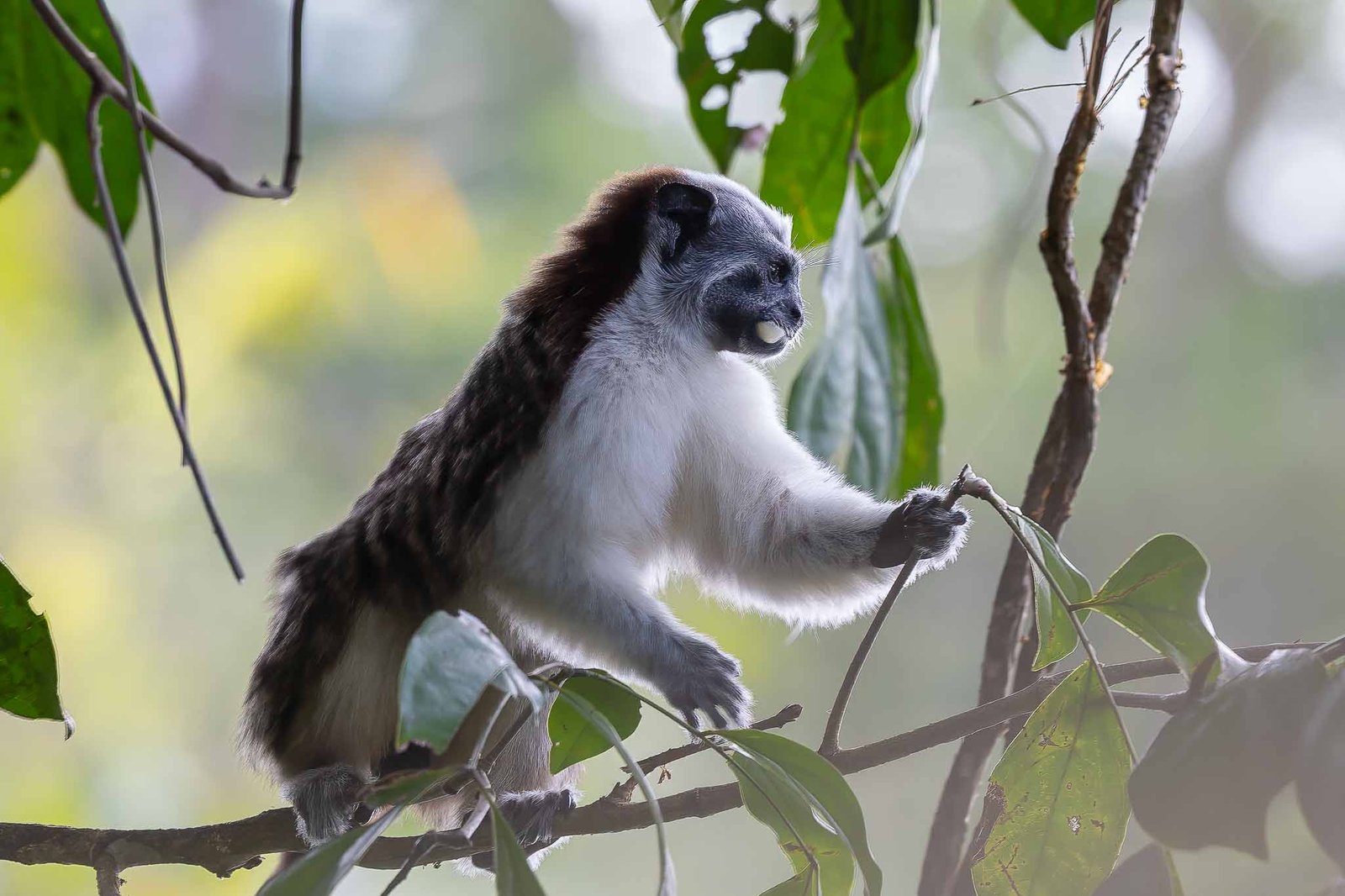 Tamarin
