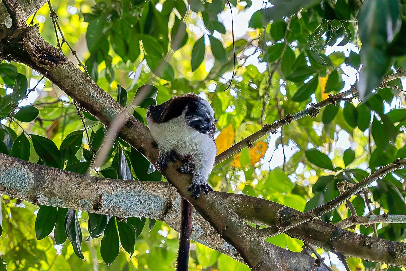 Tamarin
