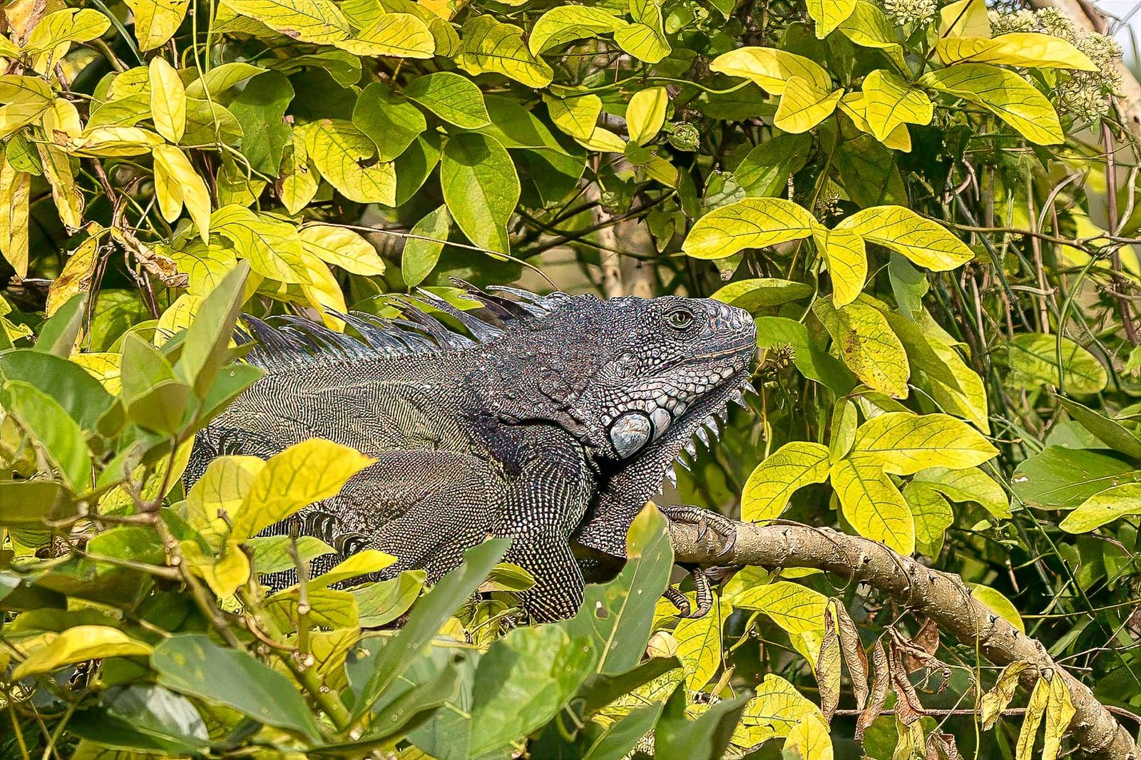 Green Iguana, most common Iguana in Panama