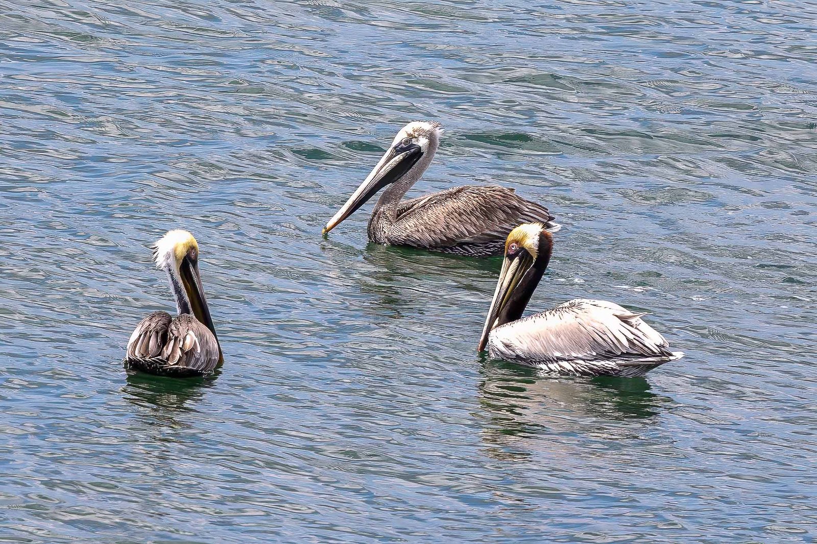 Pellicans