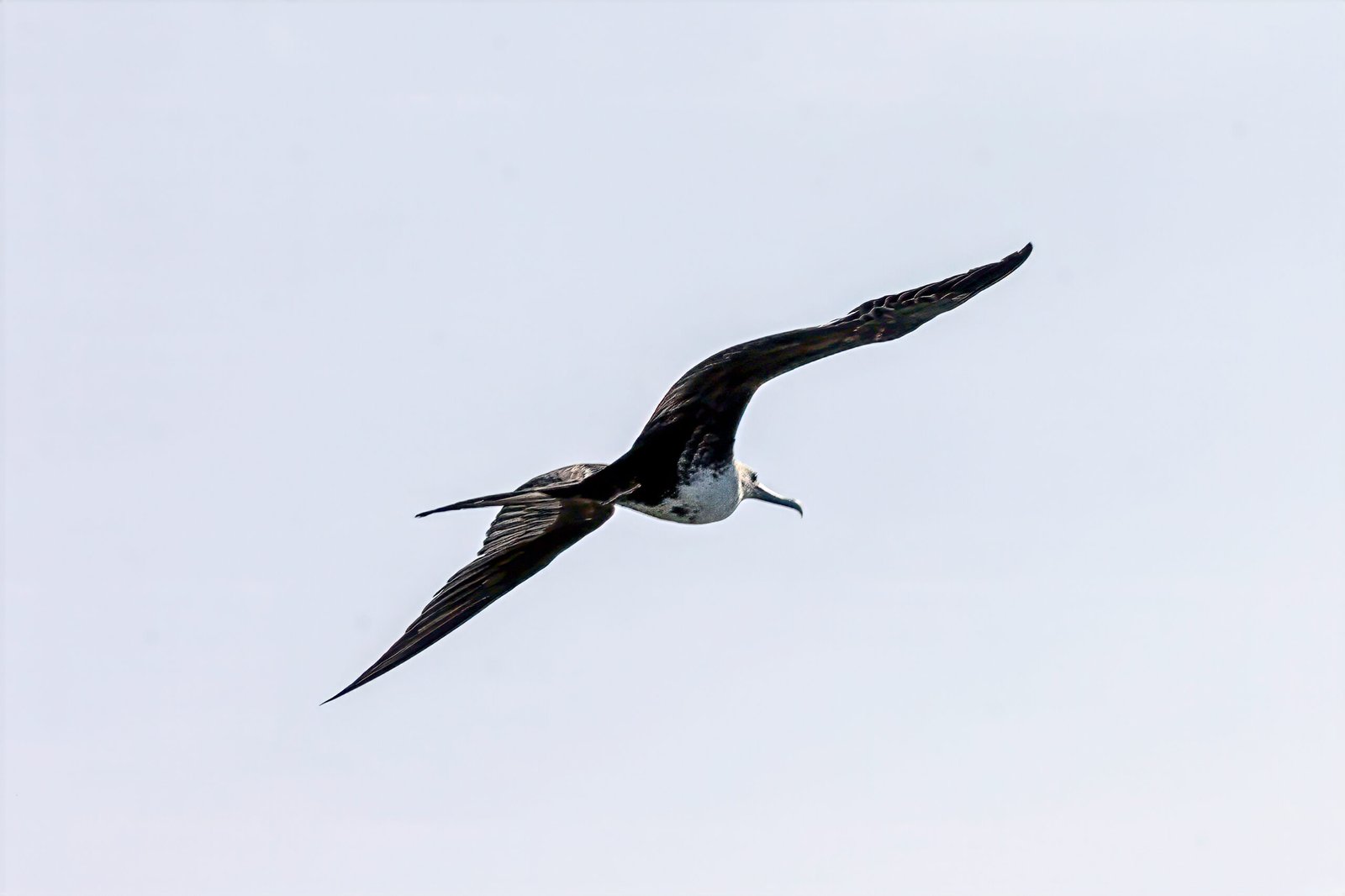 Frigate Bird