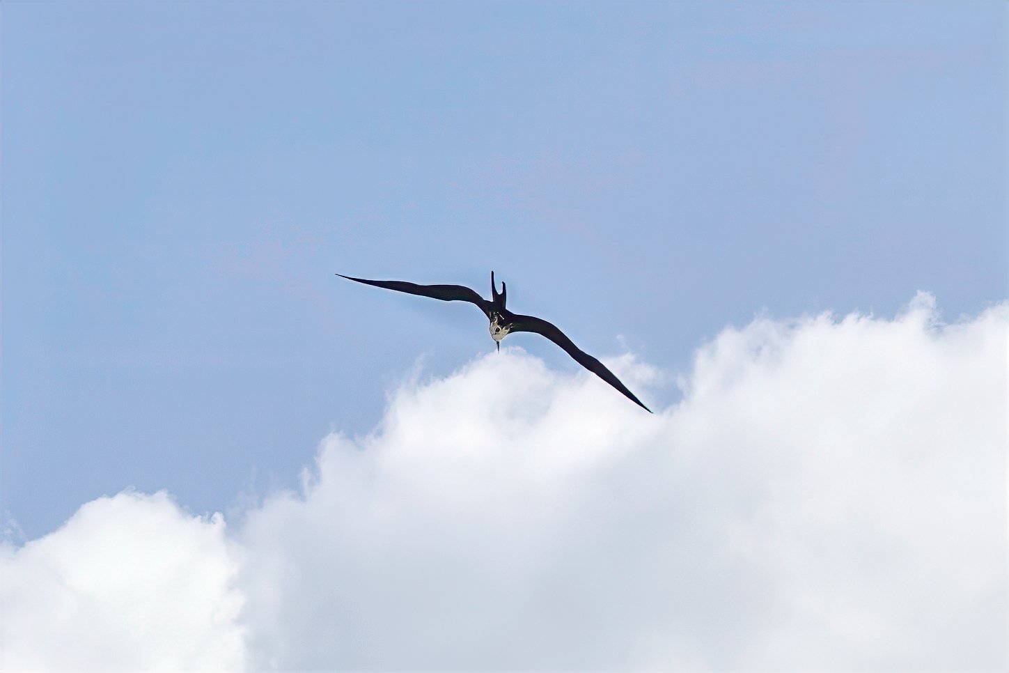 Frigate Bird