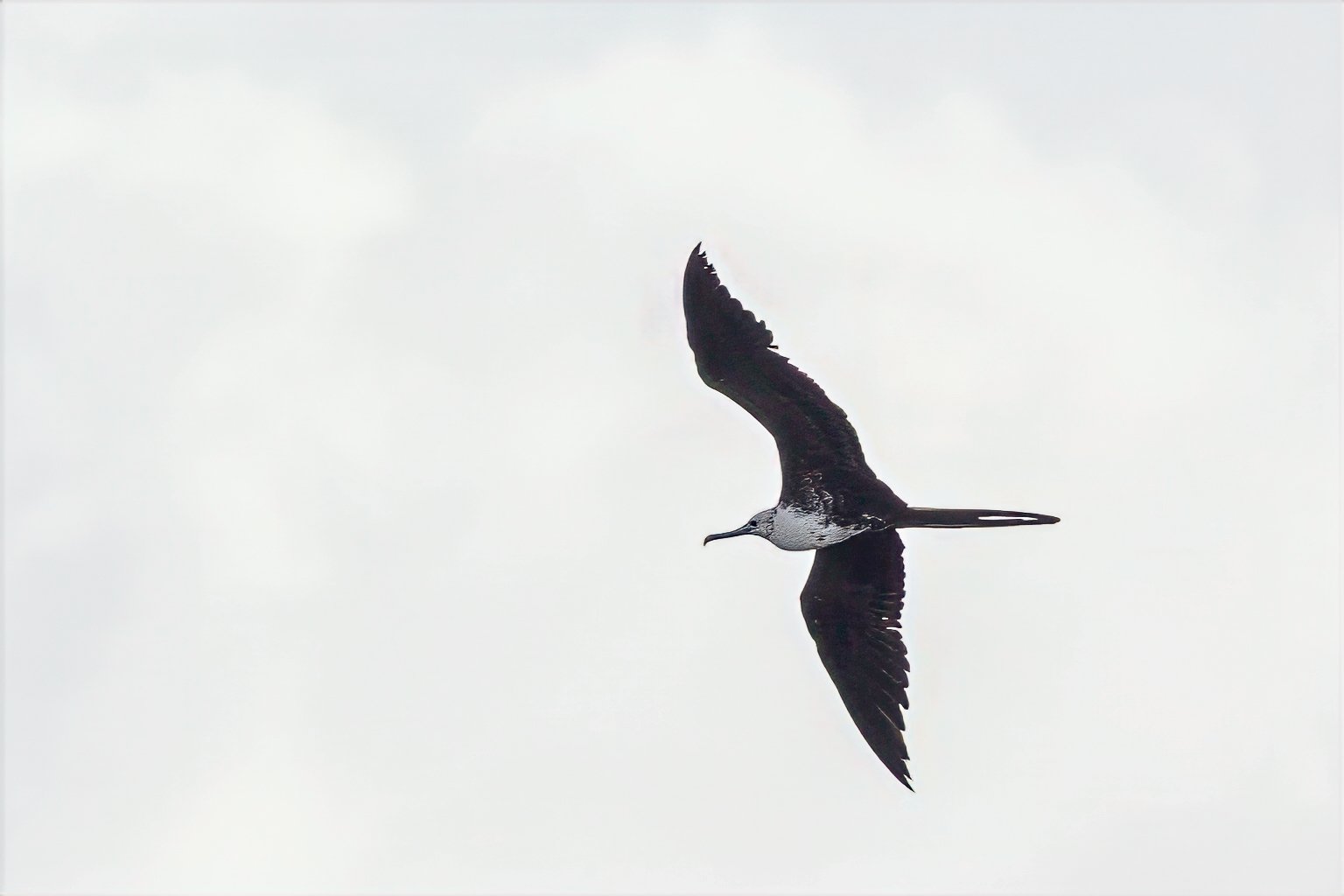 Frigate Bird