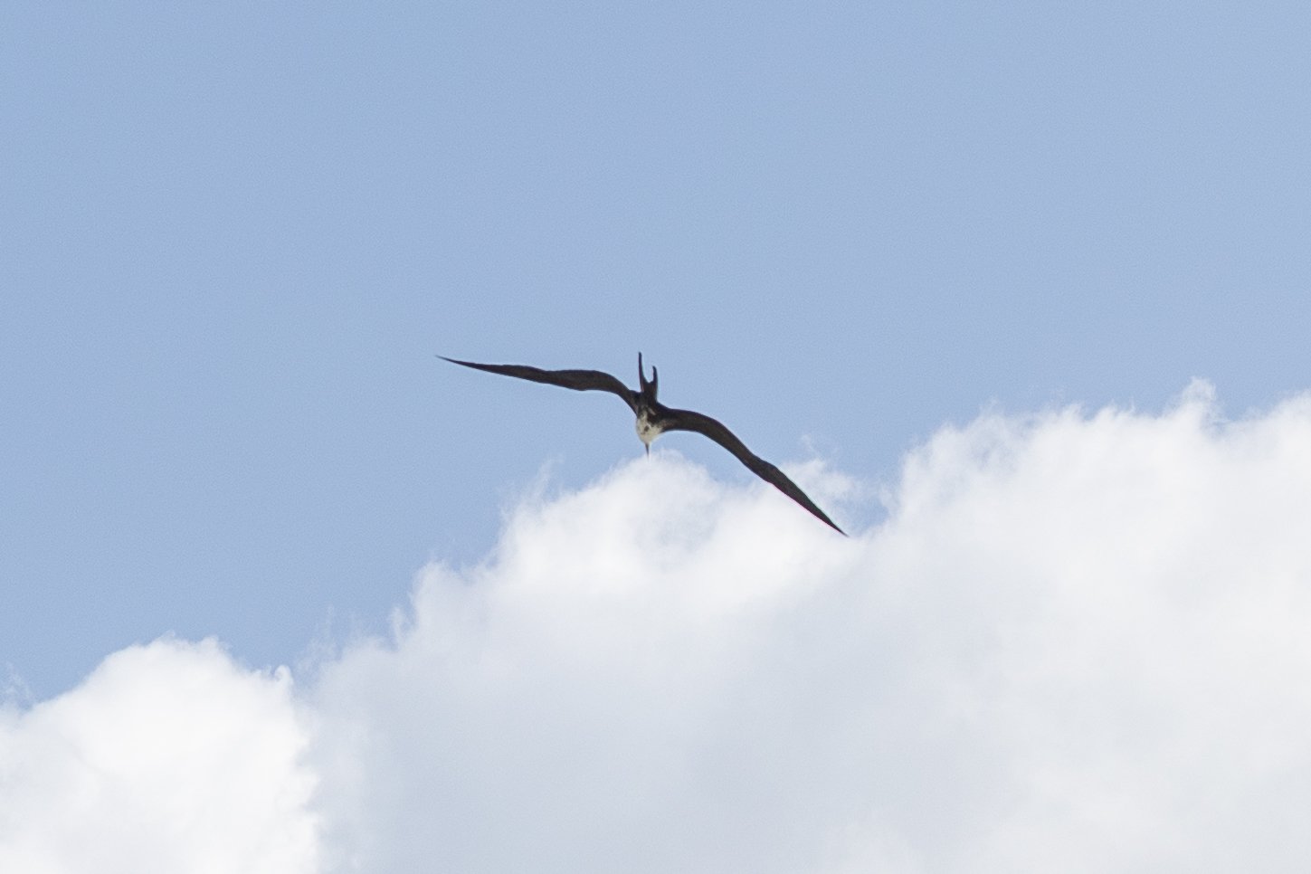 Frigate Bird