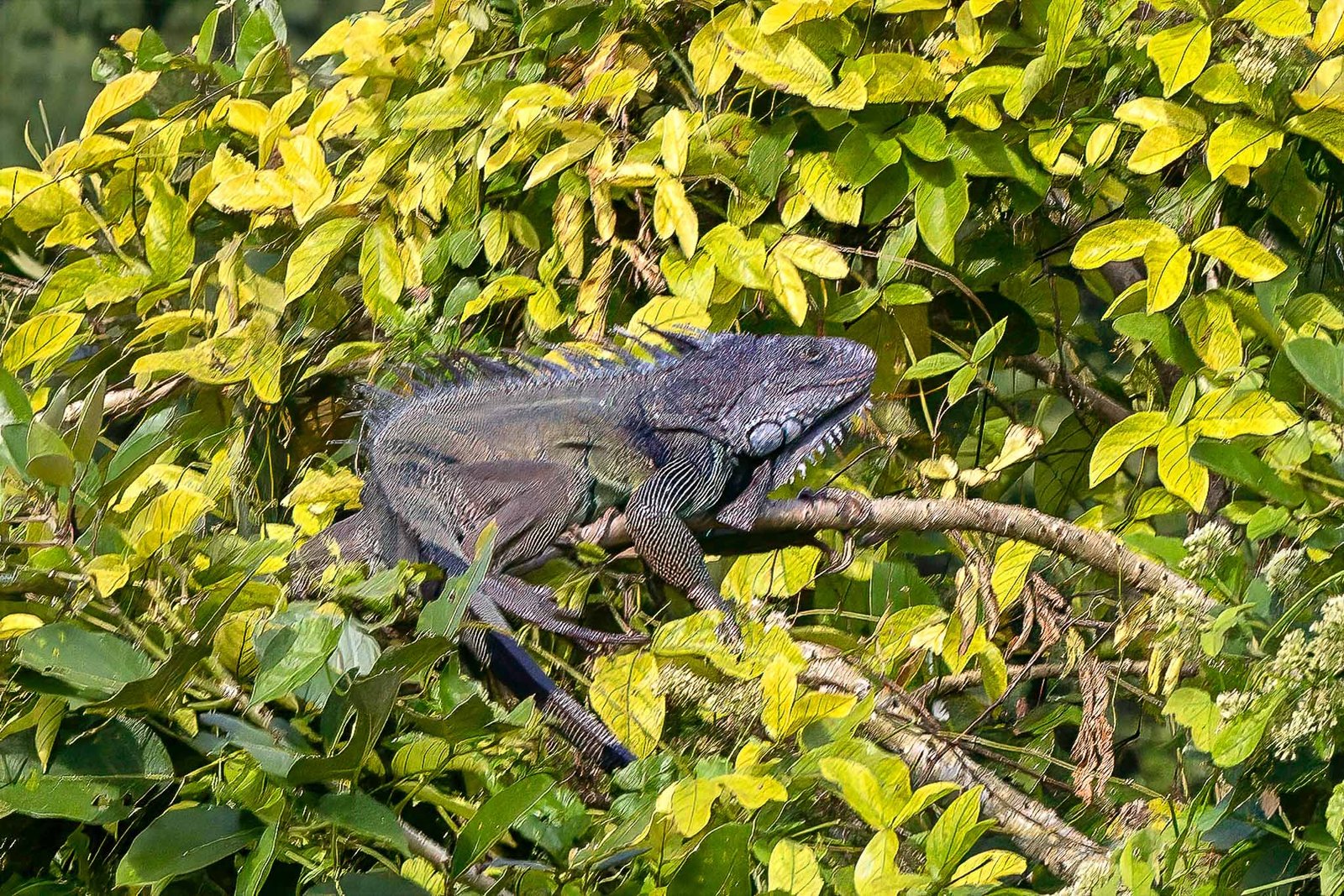 Green Iguana, most common Iguana in Panama