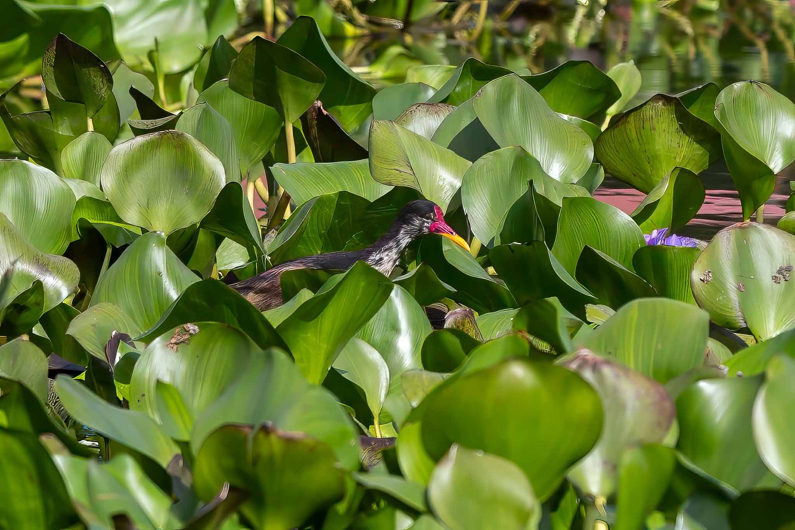 Jacana
