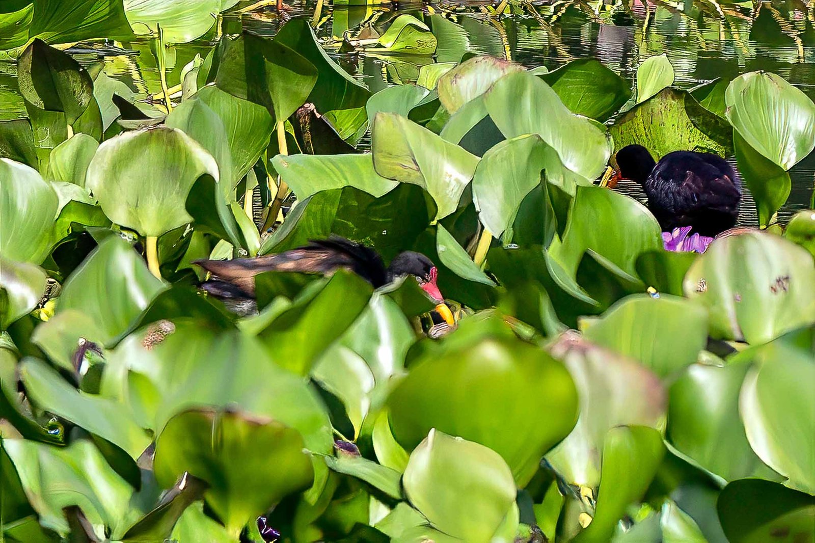 Jacana