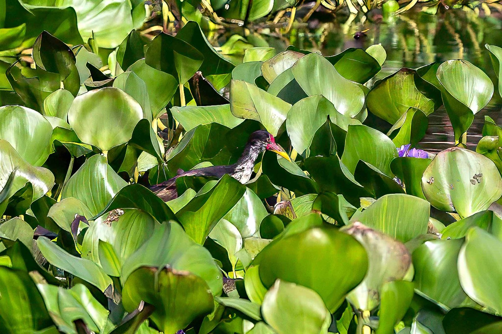 Jacana