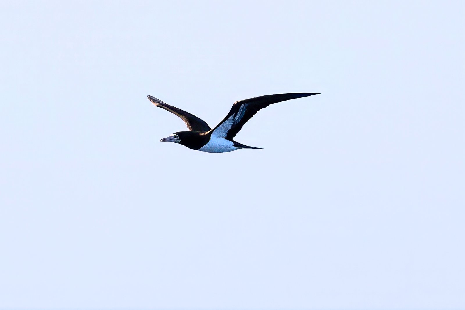 Brown Booby
