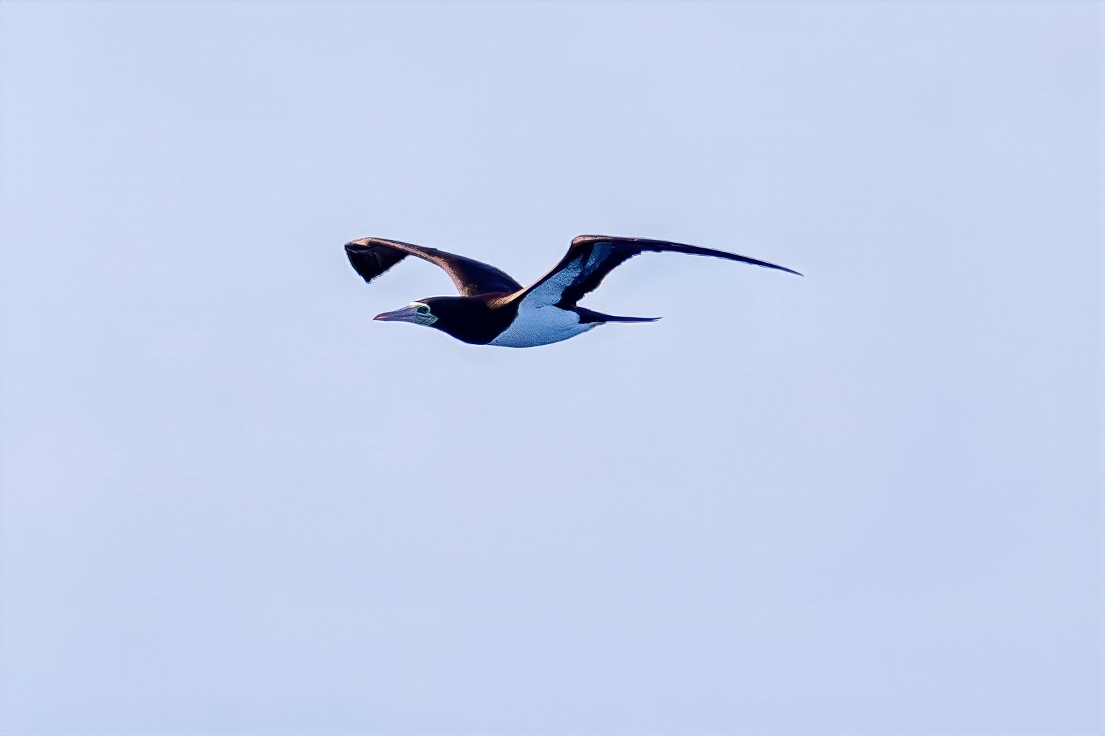 Brown Booby