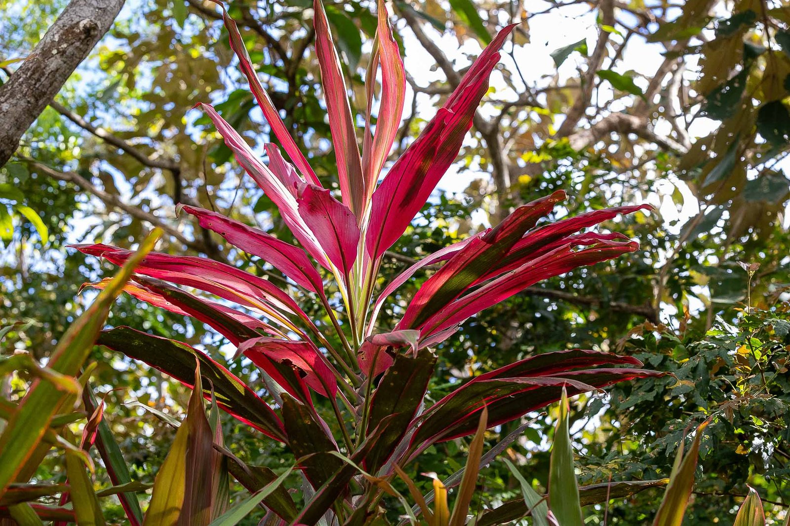 Pretty Flowers on Angry Mouth Island