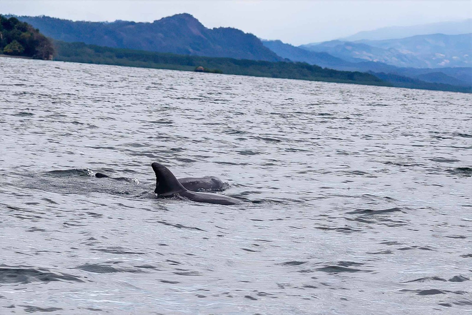 Dolphins