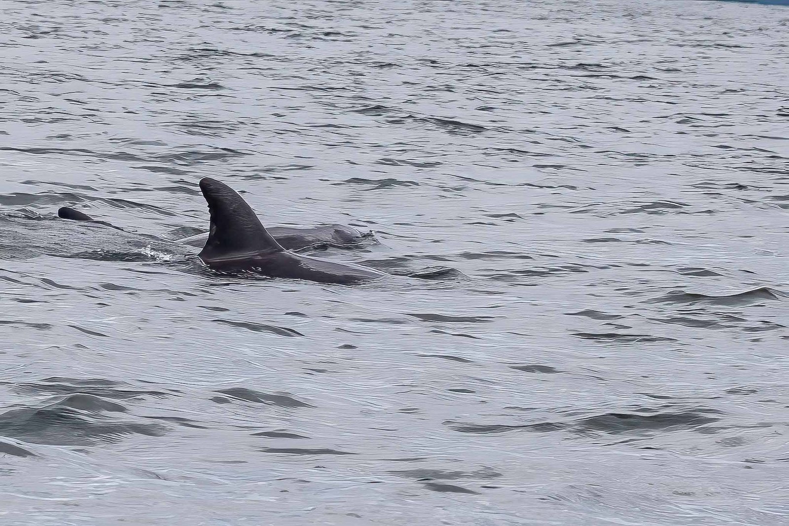 Dolphins