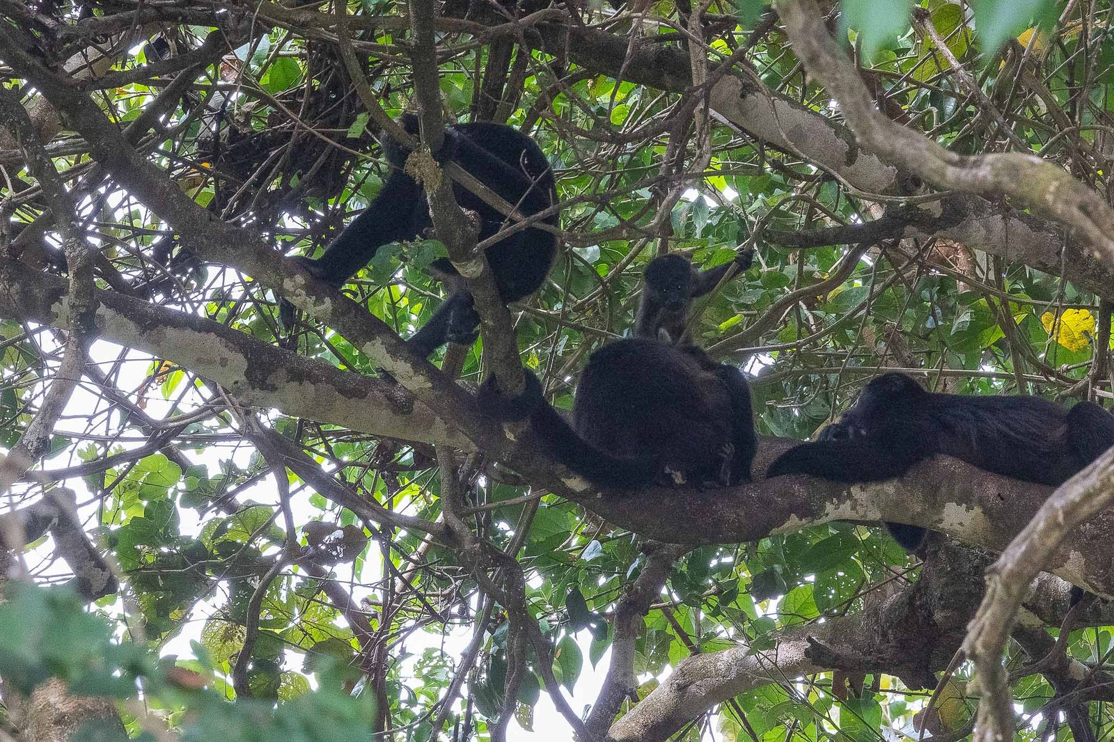 Howler Monkeys