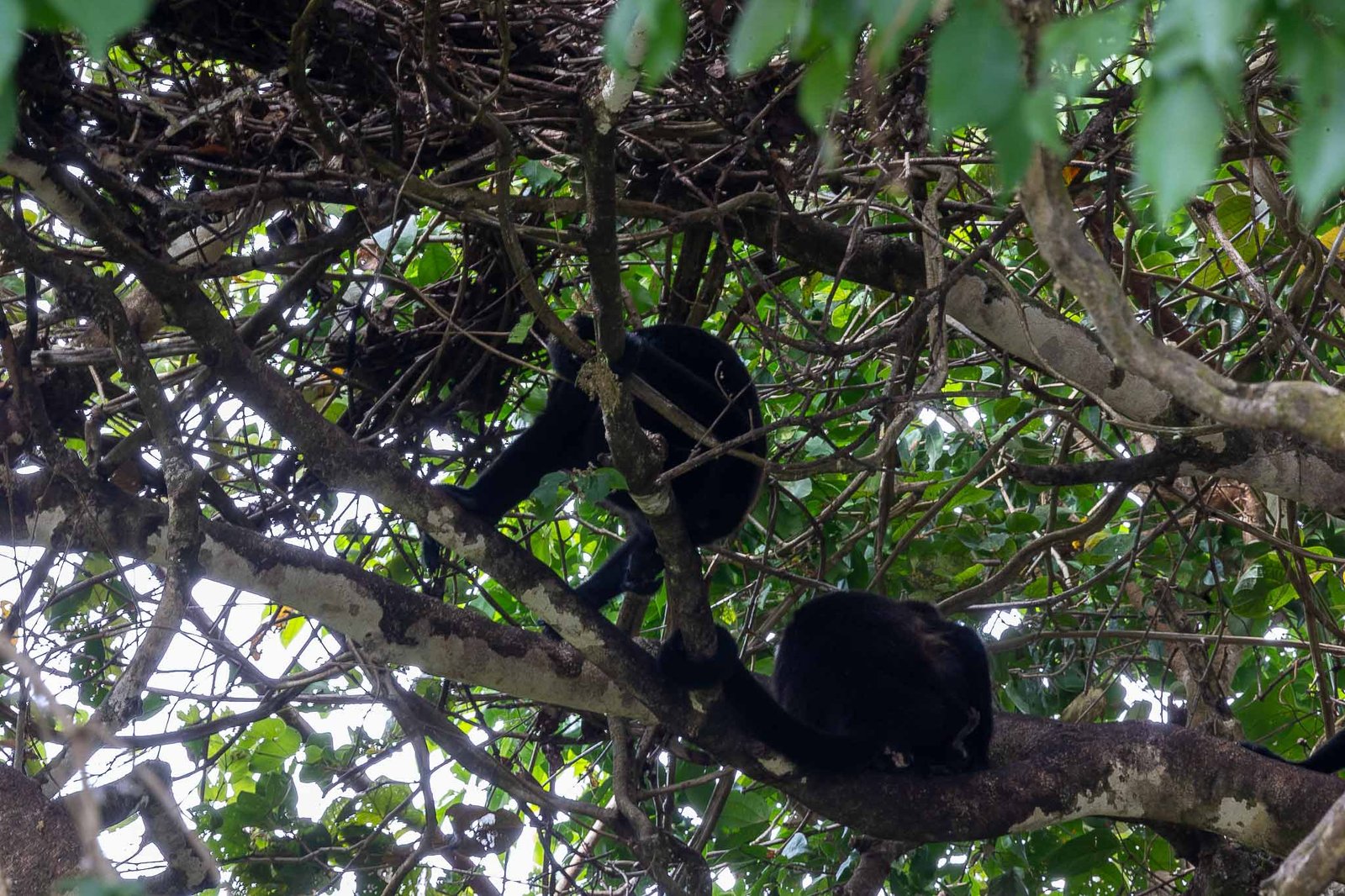 Howler Monkeys
