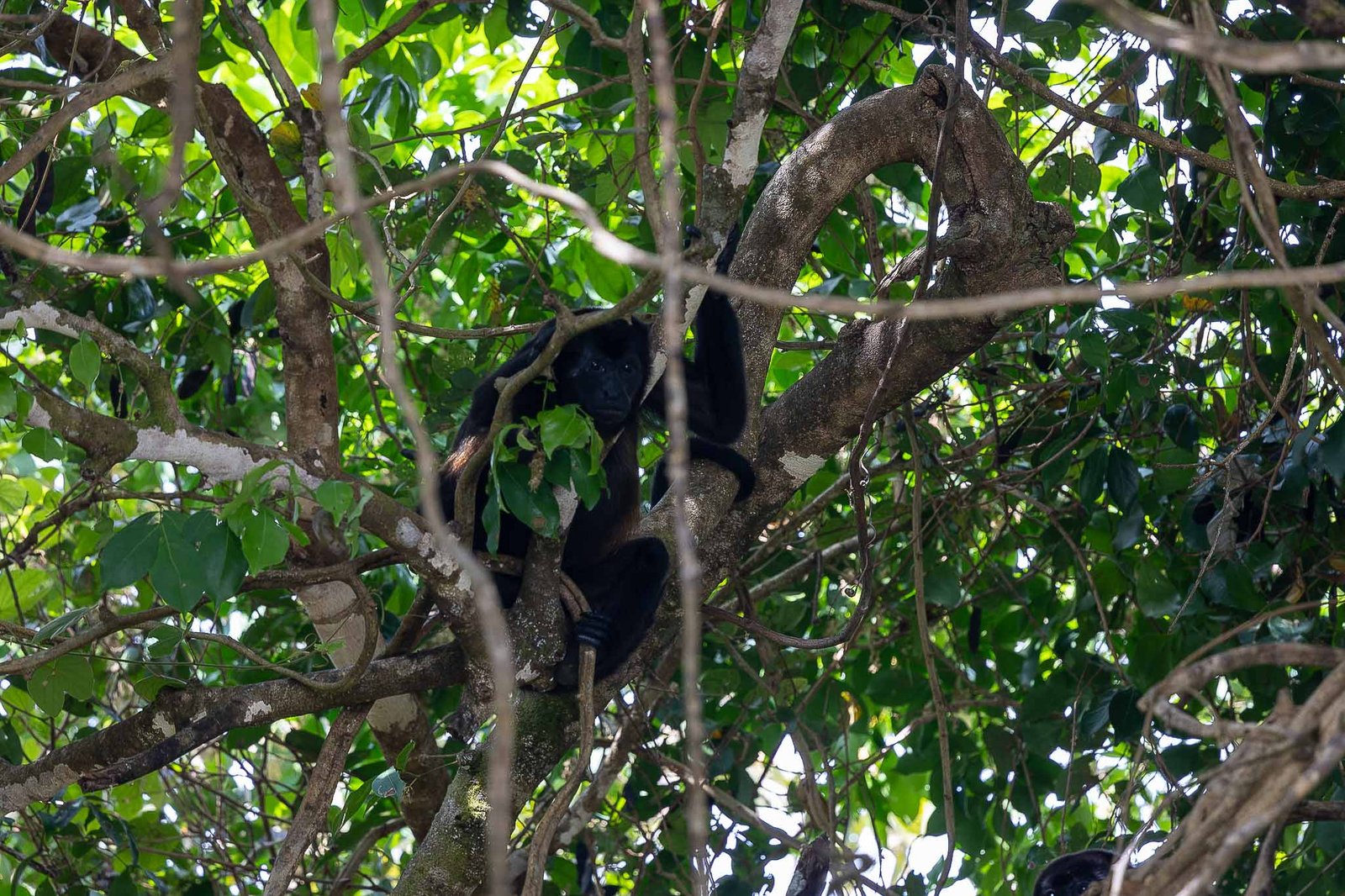Howler Monkeys