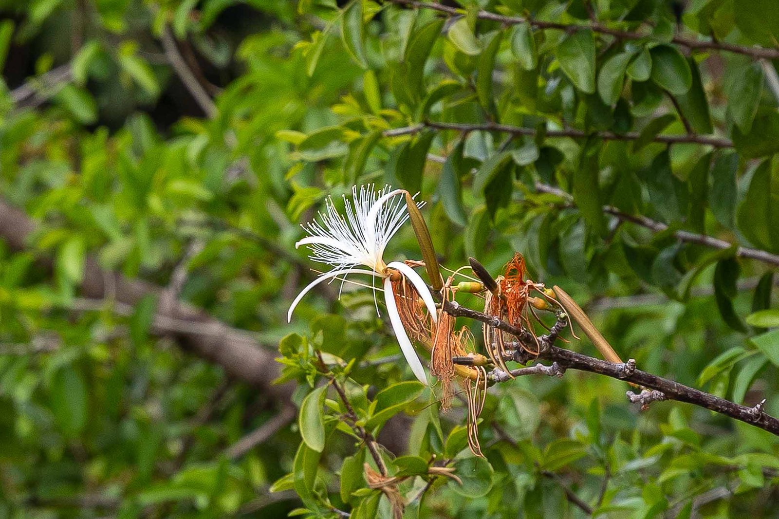 Pretty Flowers on Angry Mouth Island