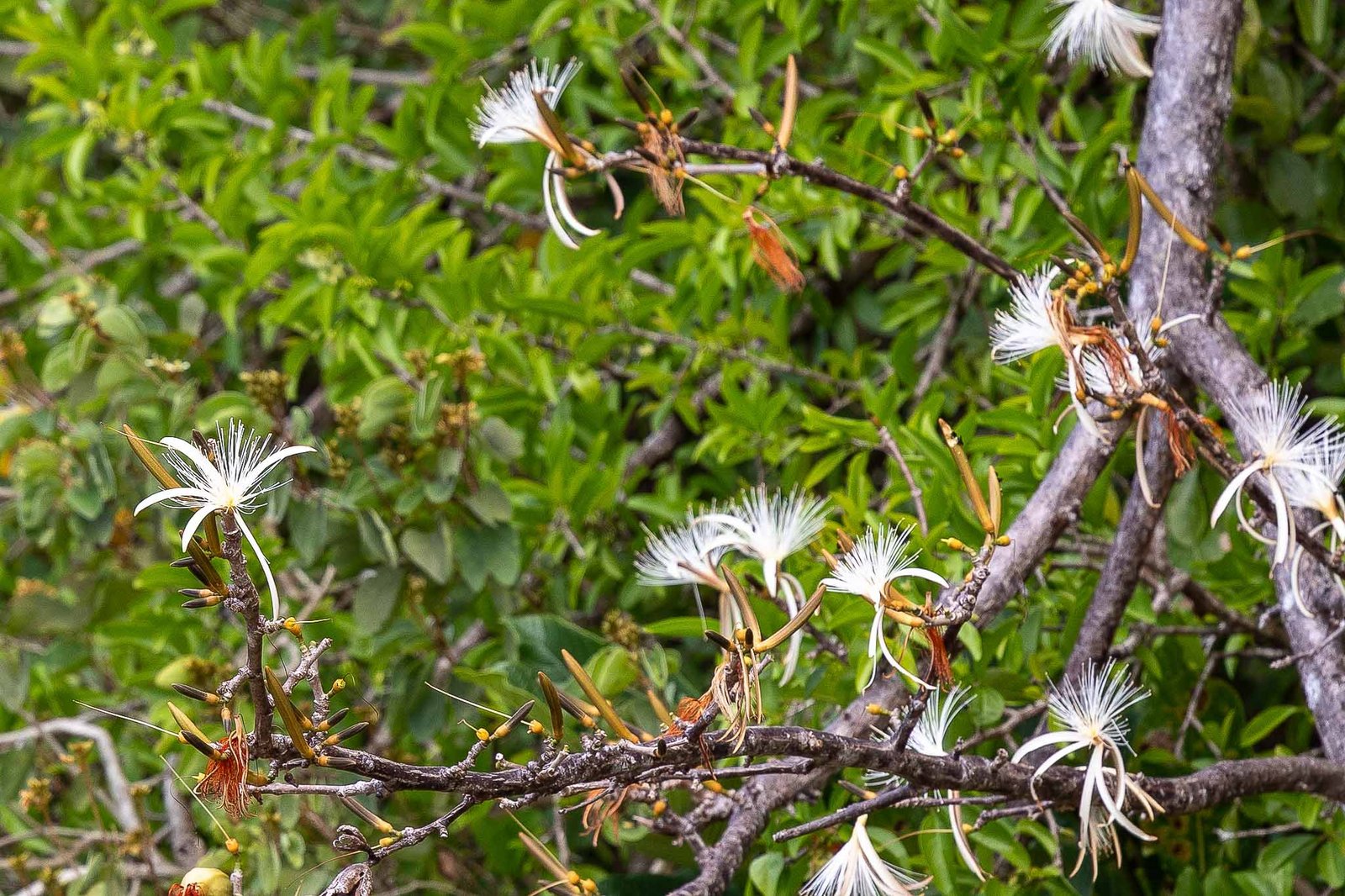 Pretty Flowers on Angry Mouth Island