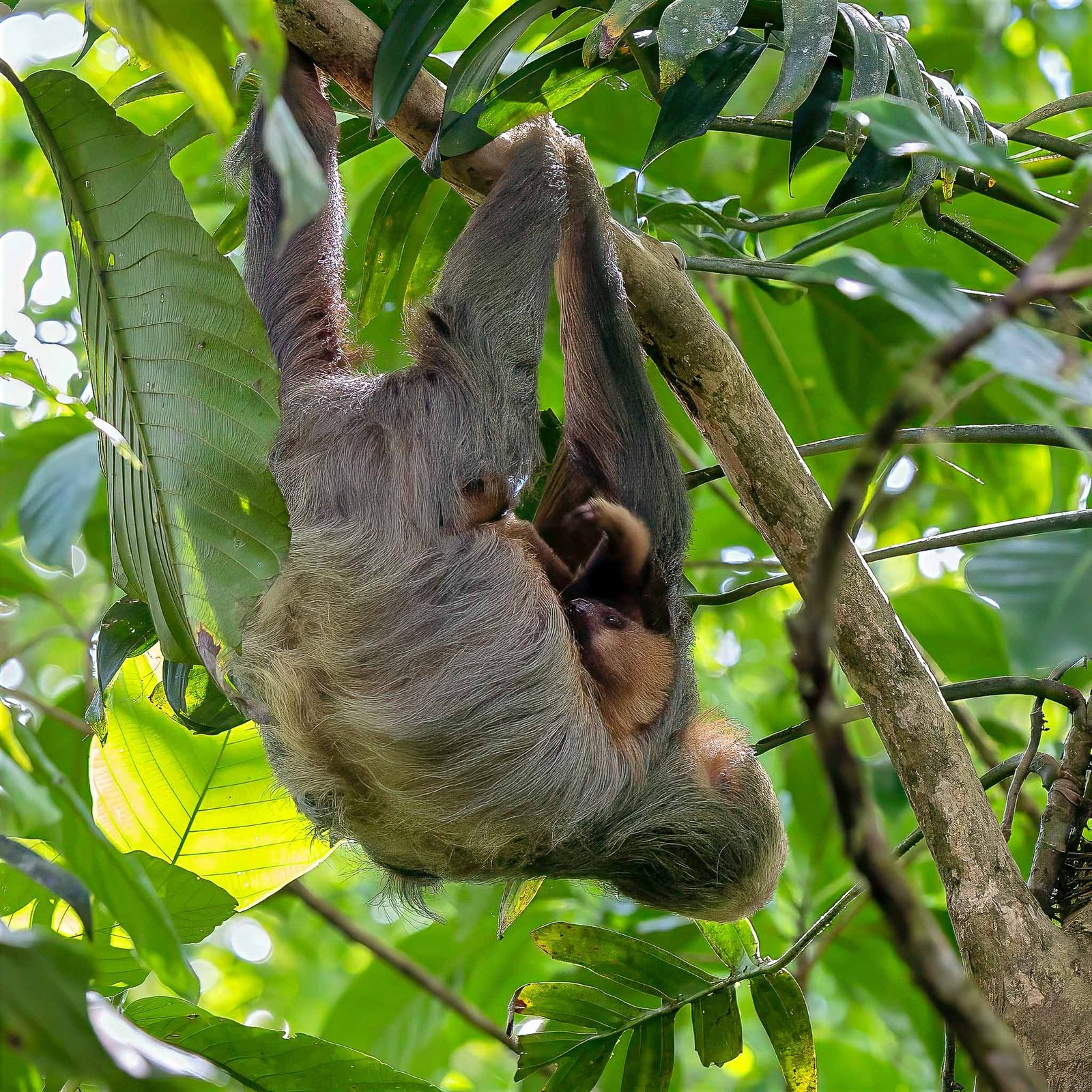Mom and Baby Sloth