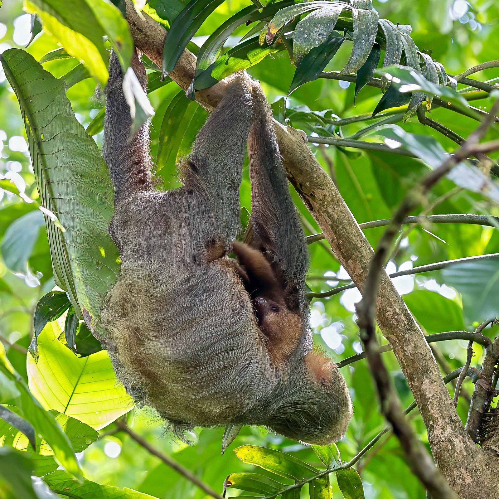 Mom and Baby Sloth