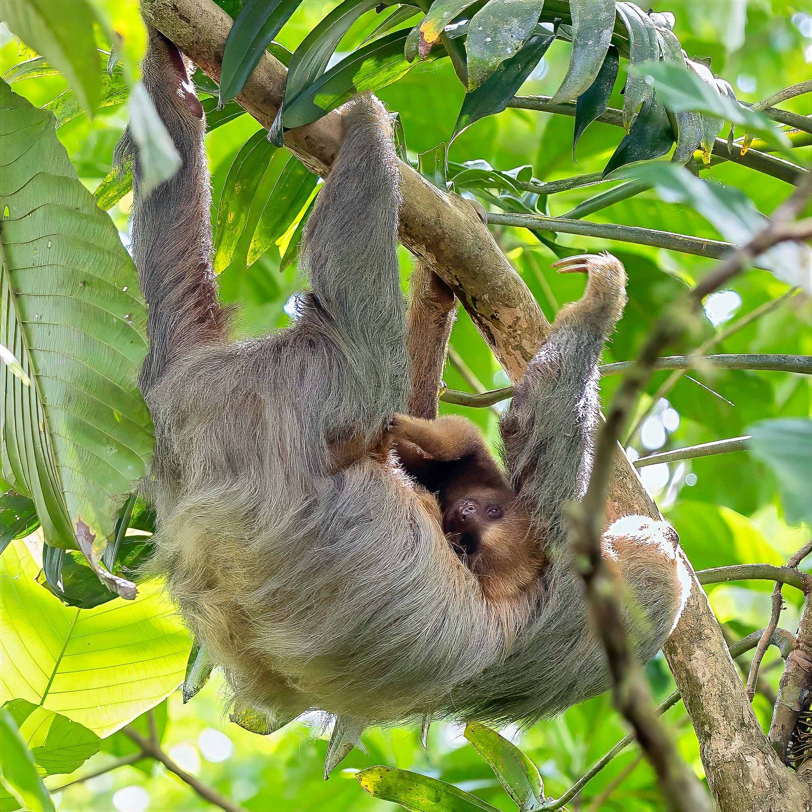 Mom and Baby Sloth
