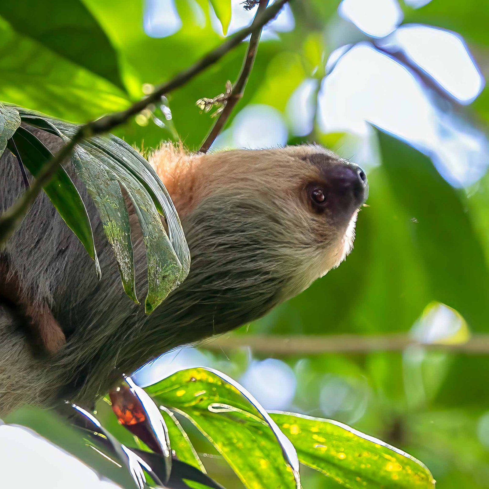 Sloth Face