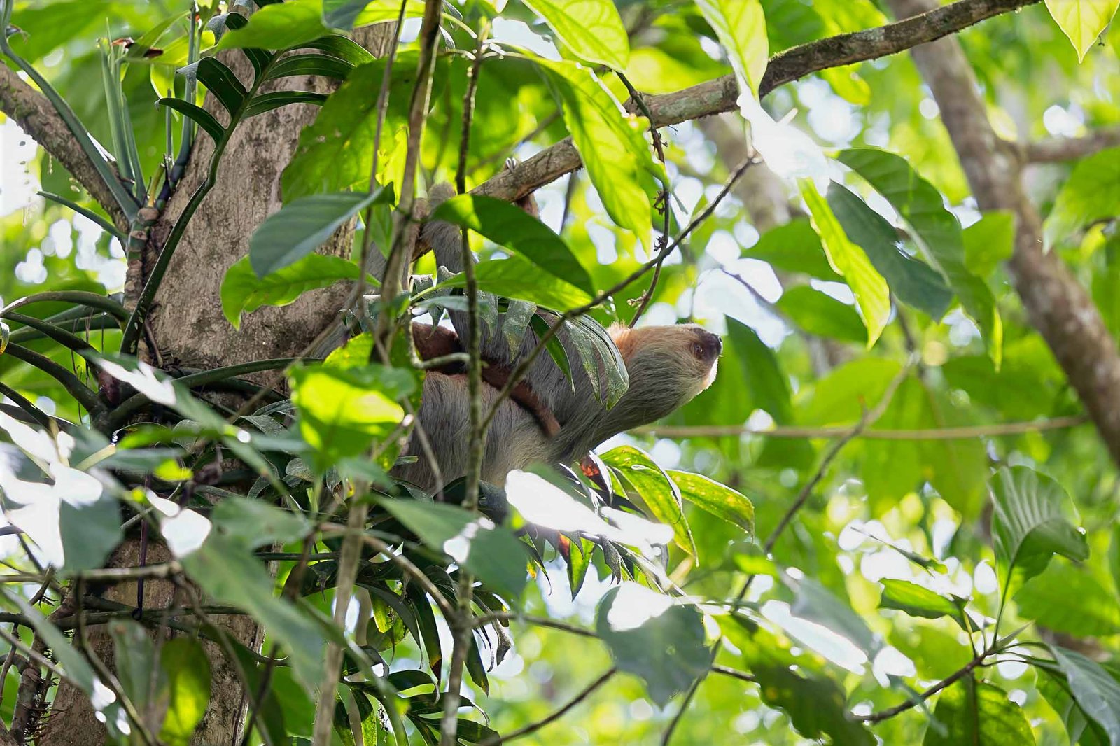 Sloth