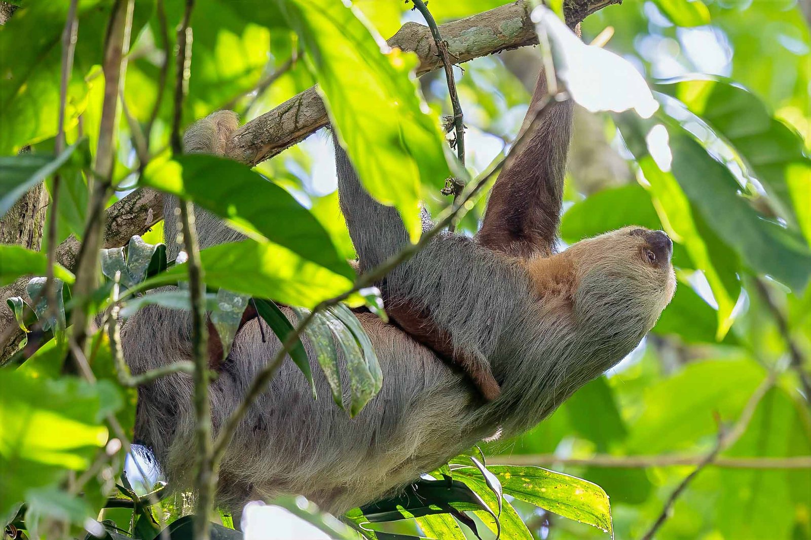 Sloth