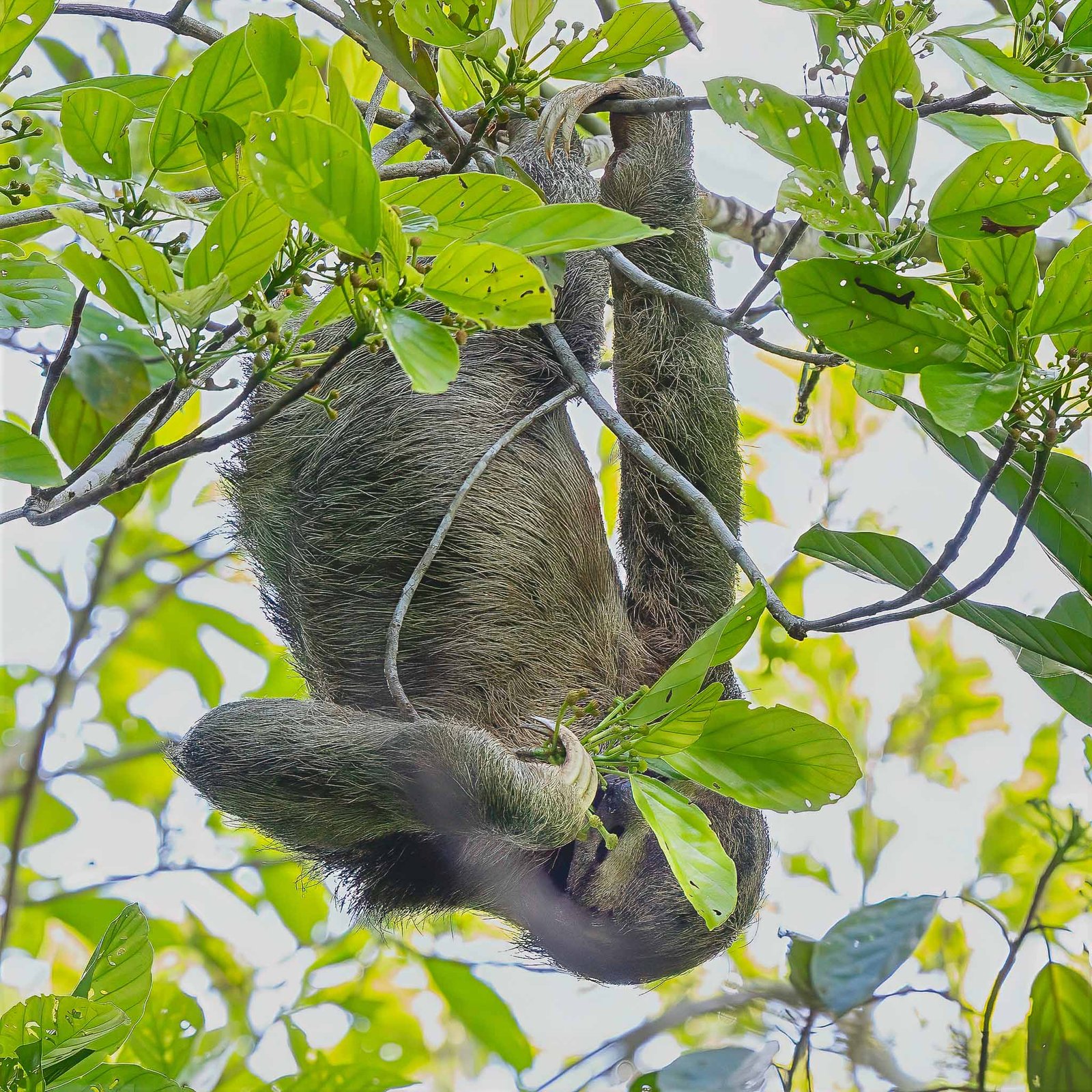 Three Toed Sloth