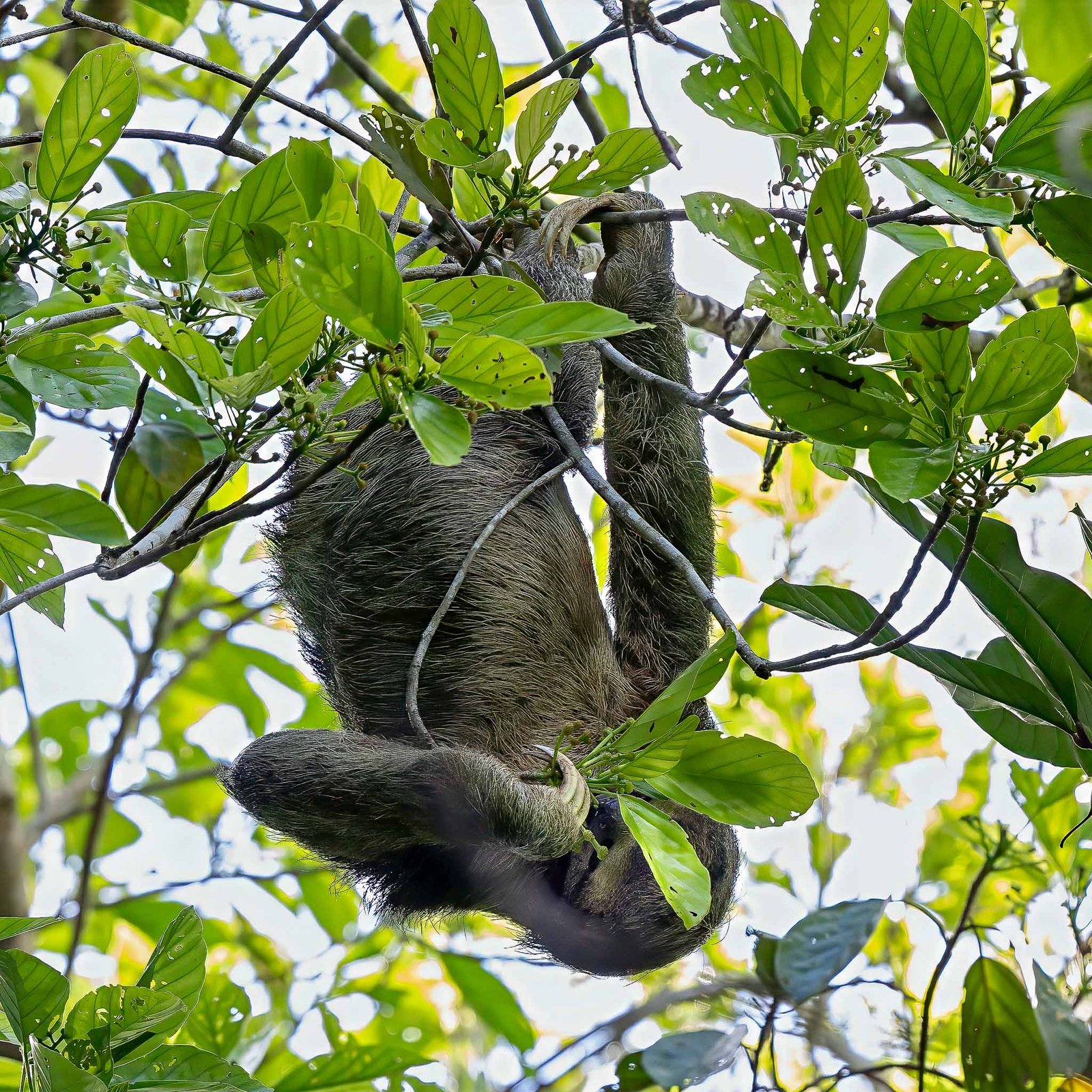 Three Toed Sloth