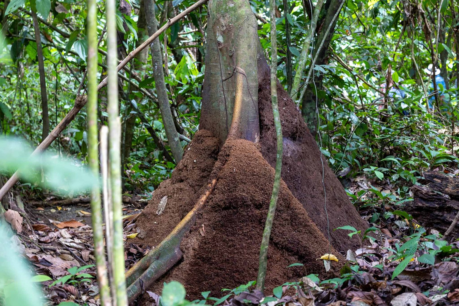 Ant Hill