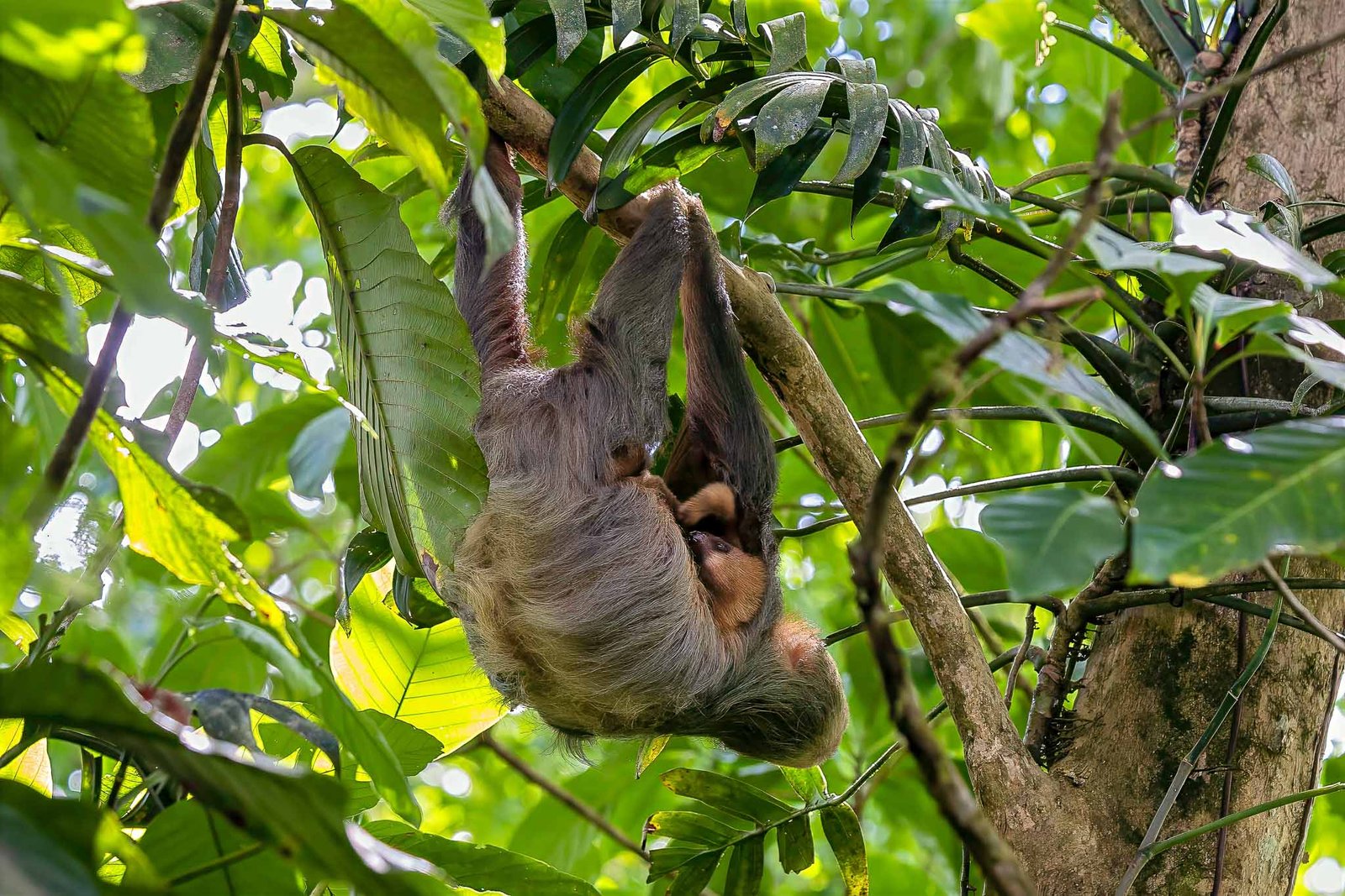 Mom and Baby Sloth