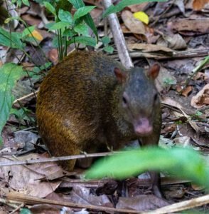 Agouti near the start of the paths into the park