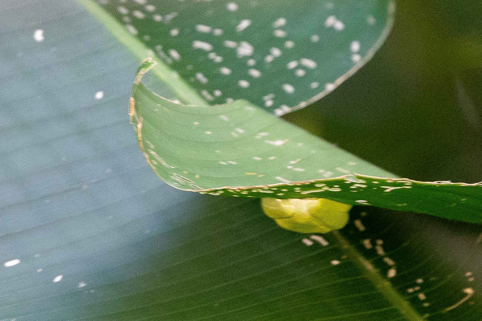 Frog under a leaf