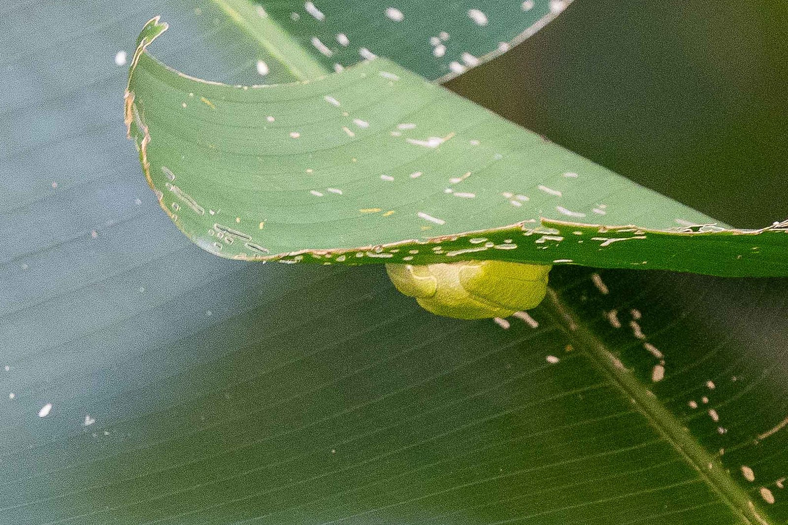 Frog under a leaf