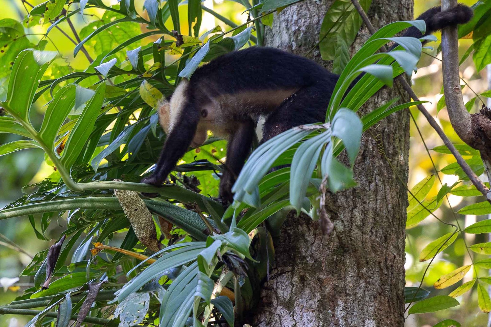 White Faced Capuchin