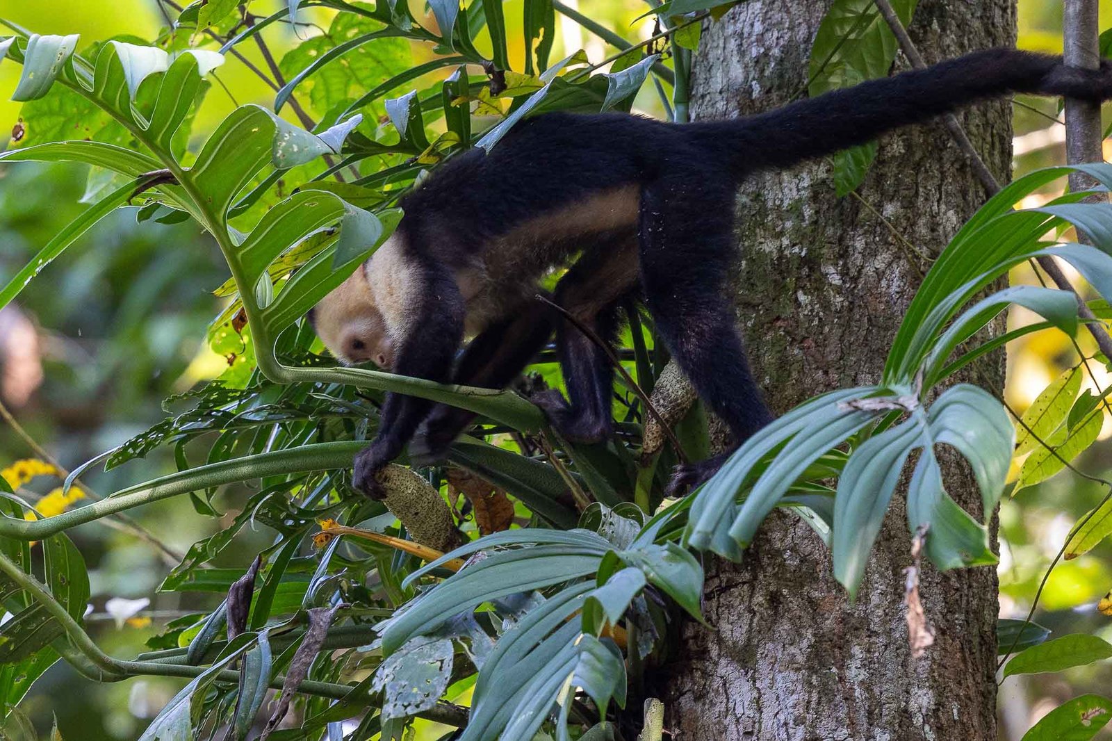 White Faced Capuchin
