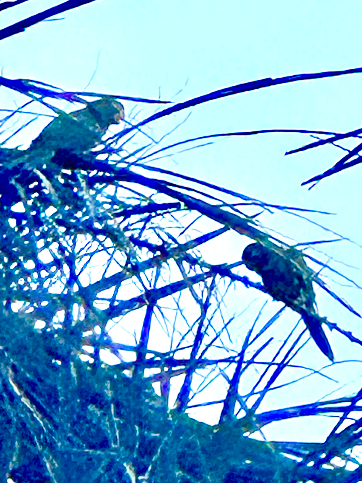 Parakeets that were every present