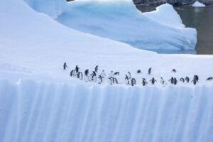 Iceberg with Penguins in Godthul