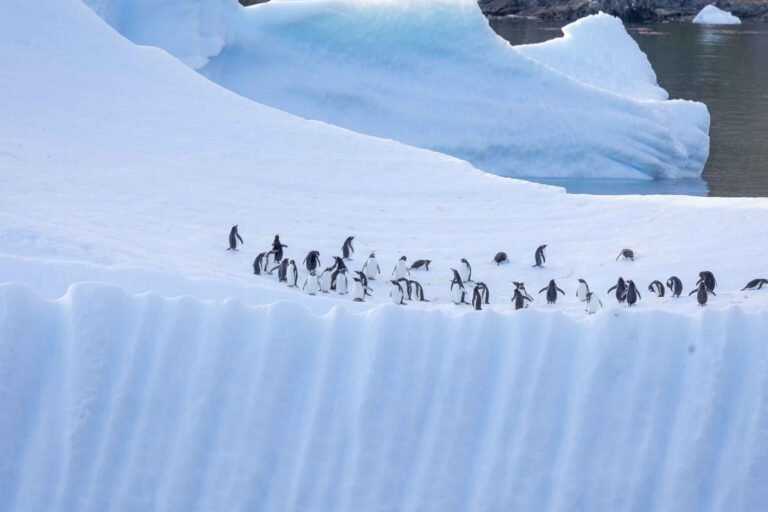 Iceberg with Penguins in Godthul