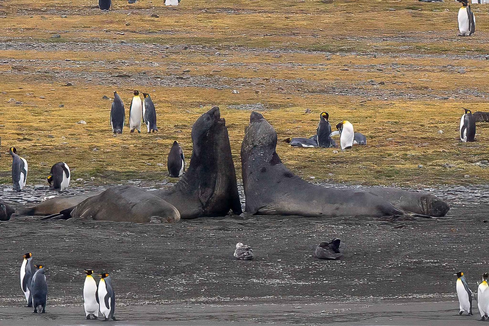 2 adolescent elephant seals sparring