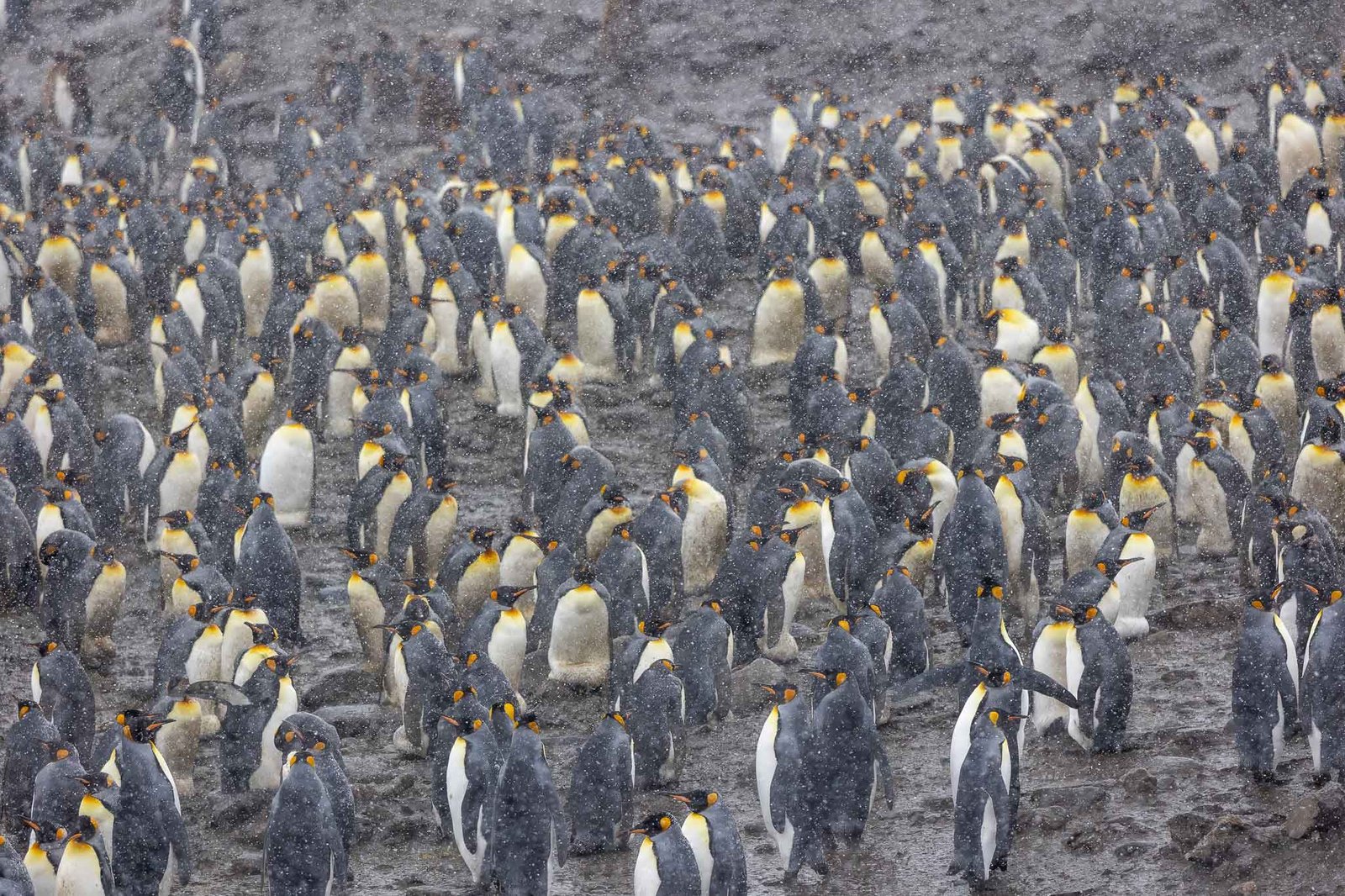King penguin colony in the snow