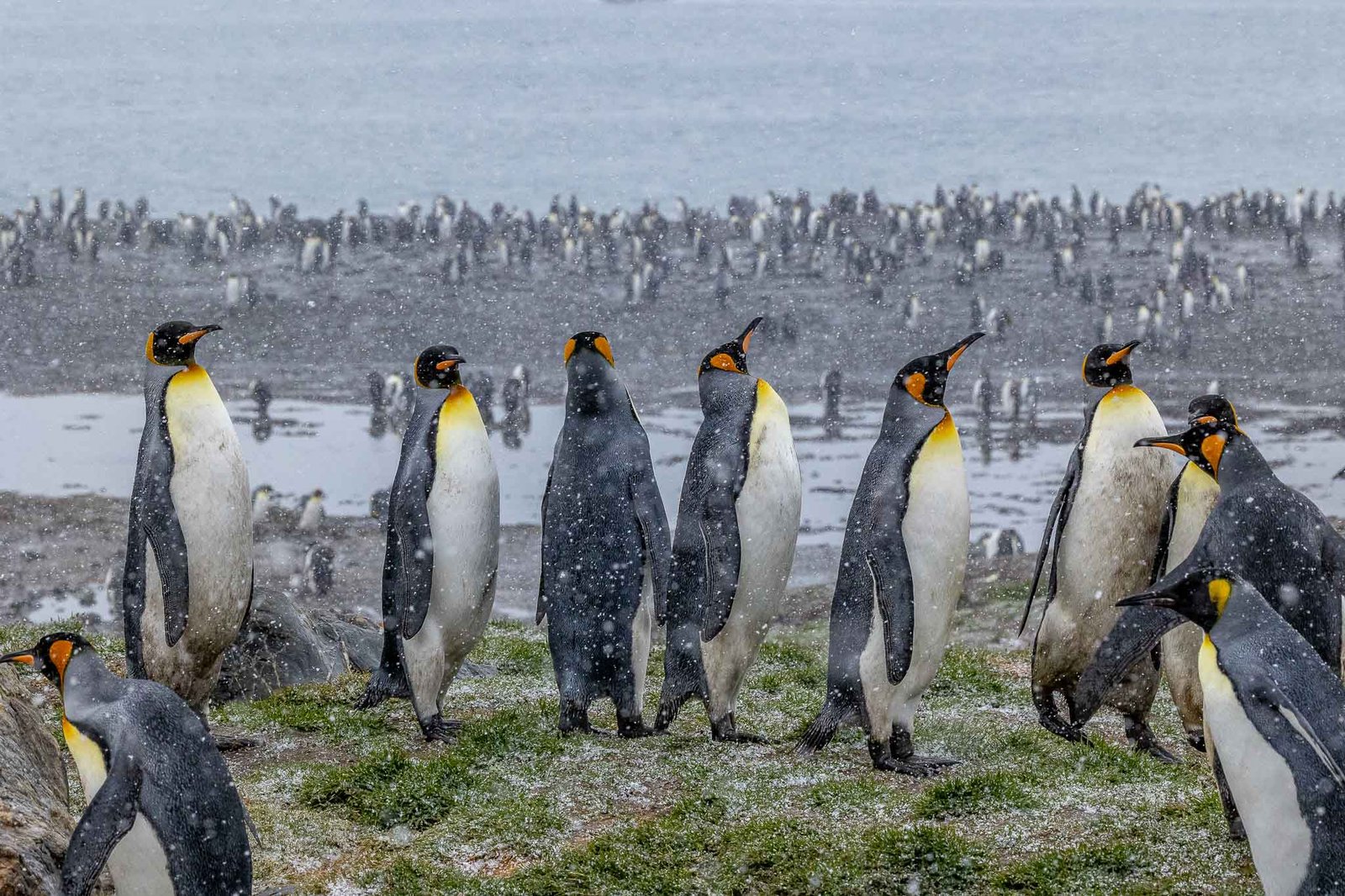 King penguins in the snow
