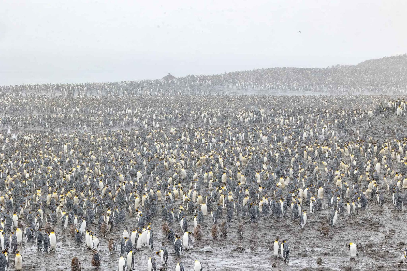 King penguin colony in the snow