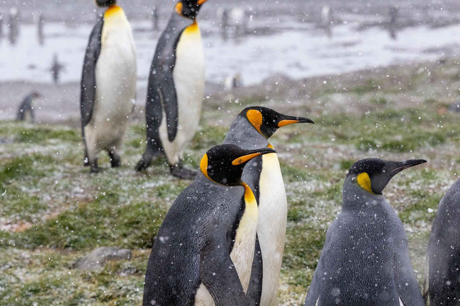 King penguins in the snow