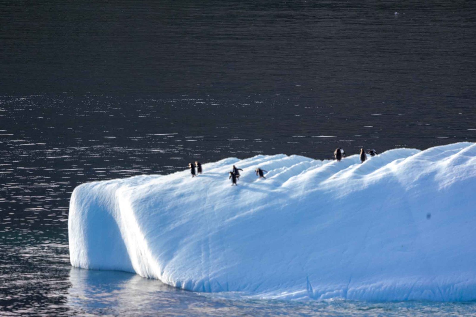 Iceberg with Penguins in Godthul