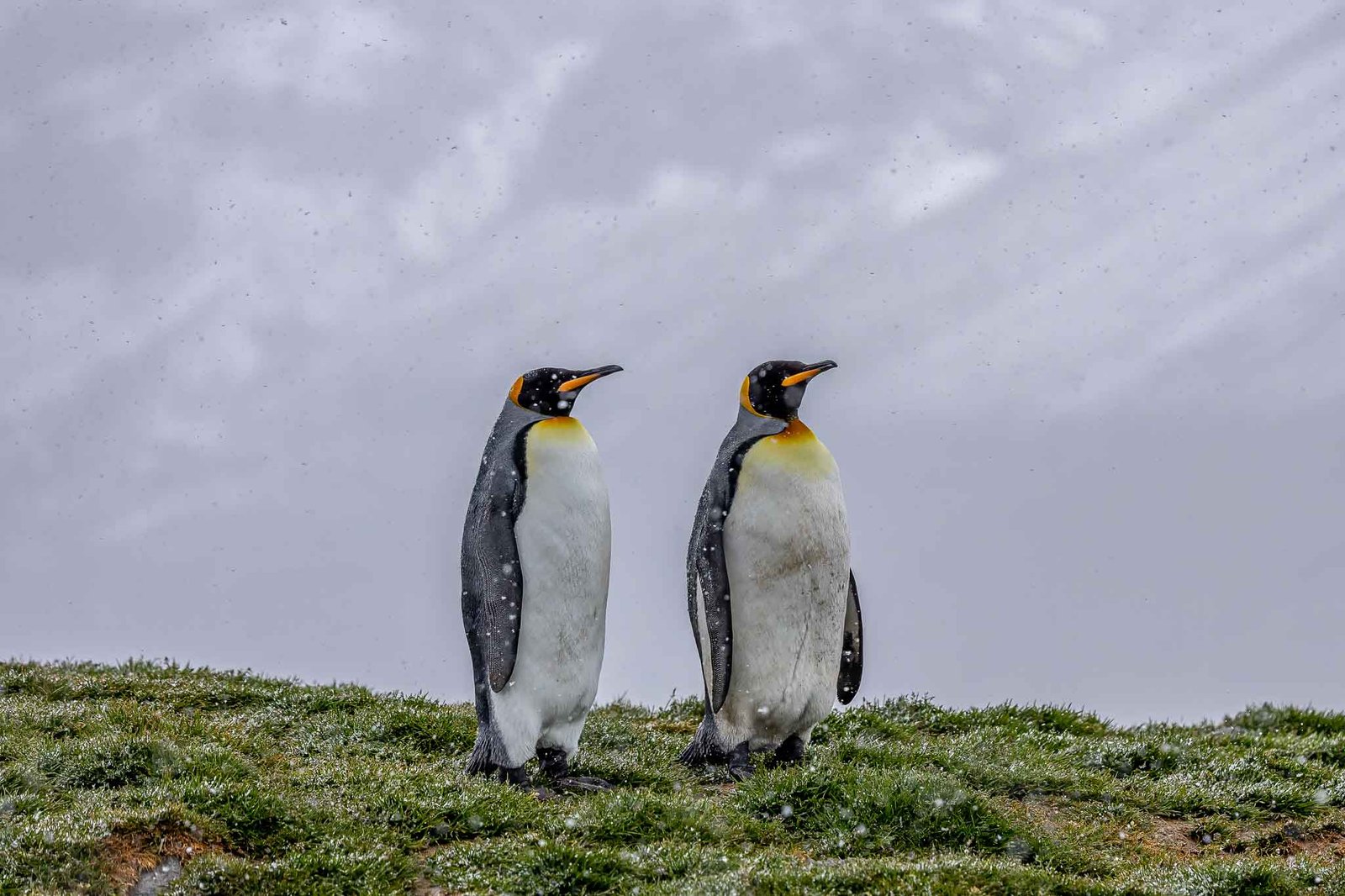 King penguins in the snow